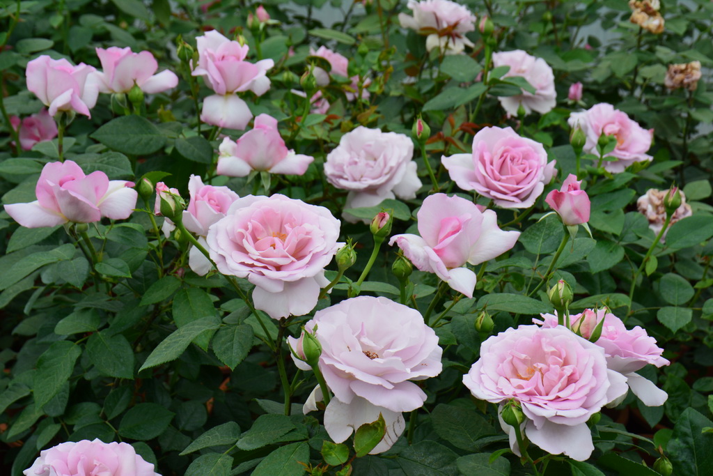 Rosa (F) `Rose Synactif by Shiseido` ®